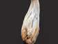 Fodros papsapkagomba (Helvella crispa), Pilis